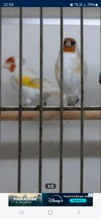 Koppel distervinken 2024, Dieren en Toebehoren