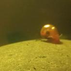 Aquariumslakken, Ophalen