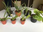 Assortiment kleine plantjes. Pannekplant, aloevera, vetplant, Ophalen of Verzenden, Vetplant