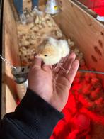 Vlees kalkoen kuikens, Dieren en Toebehoren, Pluimvee, Kalkoen