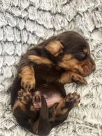 Langharige Teckel pupjes merle en choco tann, Dieren en Toebehoren, Honden | Teckels en Dashonden, België, CDV (hondenziekte)