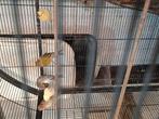 kanaries, Dieren en Toebehoren
