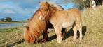 Veulen kinderpony shetlander NSPS stamboek, Dieren en Toebehoren, Springpaard, Gechipt, 0 tot 2 jaar, Hengst