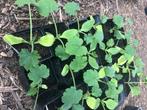 Plants (robustes) de tomates, courgettes, concombres, etc, Tuin en Terras, Ophalen, Volle zon, Groenteplanten, Eenjarig