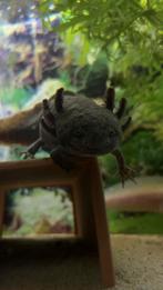 Zie beschrijving, Dieren en Toebehoren, Reptielen en Amfibieën