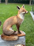 Top vos opgezette, Antiek en Kunst, Ophalen of Verzenden