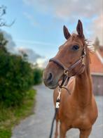 Fokmerrie/weidemaatje No Limit Van’t Hulgenrode Z., Dieren en Toebehoren, Paarden, Merrie, Springpaard, Niet van toepassing, Gechipt