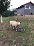 Schaap, Vrouwelijk, Schaap