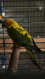 2 zonparkieten. Man, Dieren en Toebehoren, Vogels | Parkieten en Papegaaien