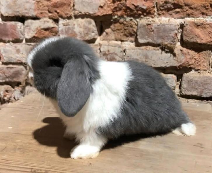 Minilop rammelaars (dwerghangoor konijntjes), Dieren en Toebehoren, Konijnen, Dwerg, Mannelijk, 0 tot 2 jaar, Hangoor