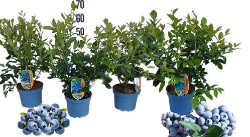 Blauwe bessen en in zomer 2024 de heerlijke bessen plukken, Jardin & Terrasse, Plantes | Arbres fruitiers, Autres espèces, 100 à 250 cm
