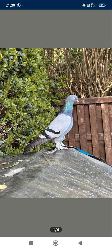 Duiven te koop: Gezond en Sterk Koppel Blauwe, Dieren en Toebehoren, Vogels | Duiven