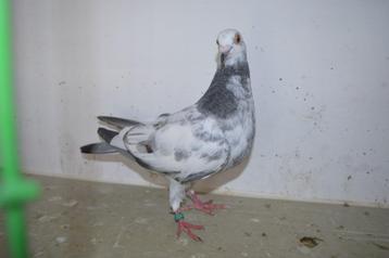 kleurpostduiven, Femelle, Pigeon voyageur