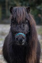 Super lieve ruin, Hongre, Poney A (jusqu'à 1.17 m), Vermifugé, 0 à 2 ans