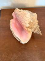 Schelp, Verzamelen, Mineralen en Fossielen, Ophalen