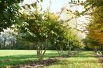 Parrotia persica meerstammige / solitair 250/300, Tuin en Terras, Ophalen, 250 tot 400 cm