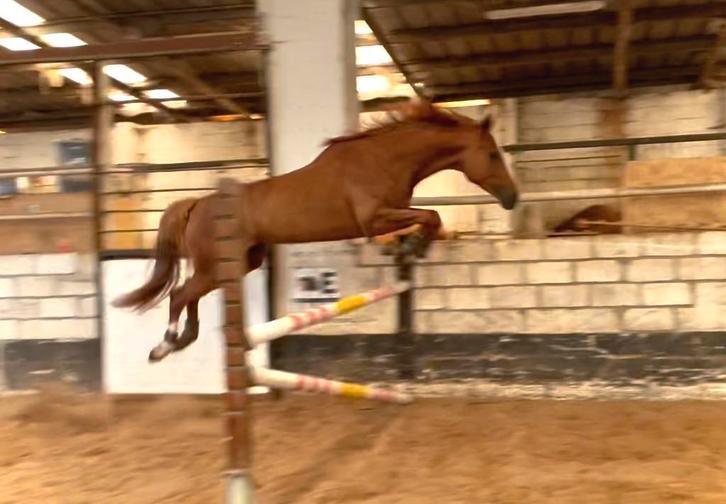 KWPN merrie, Dieren en Toebehoren, Paarden, Merrie