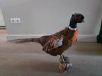 Opgezette mannelijke fazant - taxidermie, Ophalen, Gebruikt, Vogel, Opgezet dier
