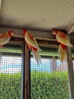 Rosellas rubino en opaline en goudmantel., Dieren en Toebehoren, Meerdere dieren, Parkiet