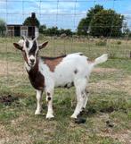 Geiten bokjes, Dieren en Toebehoren, Mannelijk, Geit, 0 tot 2 jaar