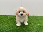 Nestje Lhasa Apso pups, België, Overige rassen, CDV (hondenziekte), 8 tot 15 weken