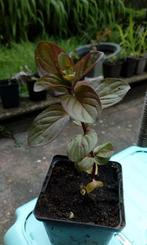 muntplantje, Tuin en Terras, Ophalen of Verzenden