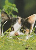 KAT    8, Verzamelen, Postkaarten | Dieren, Verzenden, Ongelopen, Hond of Kat