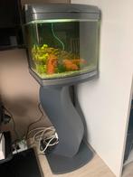 Aquarium boyu de 50l avec meuble, Gebruikt, Gevuld zoetwateraquarium