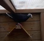 Kleurpostduif, Dieren en Toebehoren, Geslacht onbekend, Postduif