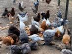 Sierkippen legkippen, Dieren en Toebehoren, Pluimvee
