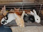 Handtamme konijntjes, Dieren en Toebehoren, Konijnen, Meerdere dieren, Middelgroot