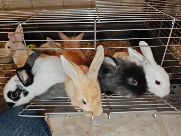 Handtamme konijntjes, Dieren en Toebehoren, Konijnen, Middelgroot, Meerdere dieren