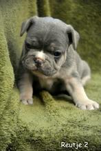 Prachtige Franse Bulldog pupjes, Dieren en Toebehoren, Parvo, België, 8 tot 15 weken, Bulldog