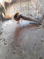 Goud gele fazant, Dieren en Toebehoren, Vogels | Overige Vogels, Mannelijk