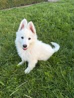 Langharige witte Duitse herder pups, Dieren en Toebehoren, België, Overige rassen, CDV (hondenziekte), 8 tot 15 weken