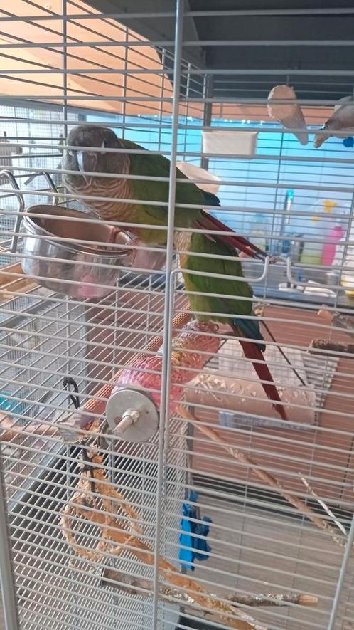 2 keer heel tam pyrhurra . te koop met groot verblijf, Dieren en Toebehoren, Vogels | Parkieten en Papegaaien, Papegaai, Mannelijk