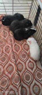 Jonge beertjes!, Cavia
