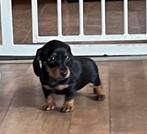 Lieve dwerg kaninchen teckel pups,in huis grootgebracht !!, Dieren en Toebehoren, België, Fokker | Hobbymatig, CDV (hondenziekte)