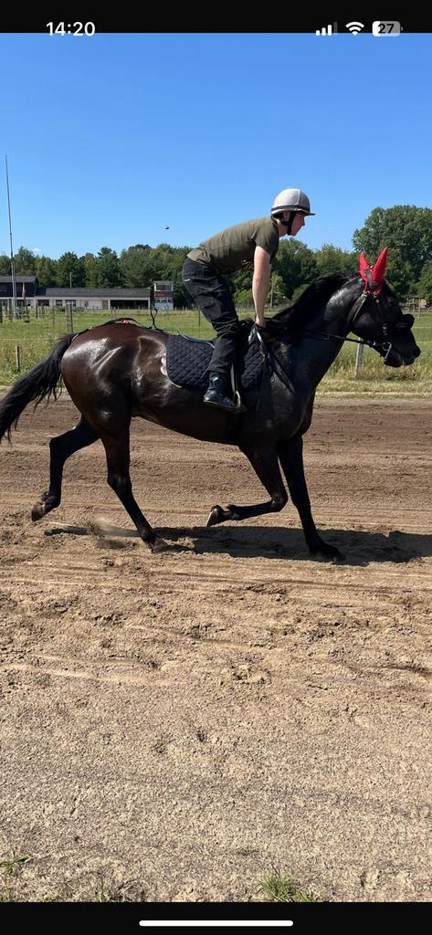 Draver te koop, Dieren en Toebehoren, Pony's, Ruin