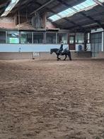 Project paard/grote pony gezocht, Dieren en Toebehoren, Ophalen