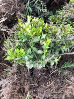 Buxus, Jardin & Terrasse, Plantes | Arbustes & Haies, Enlèvement, Buis