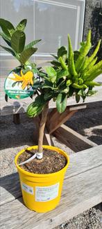 Citrus Main De Boeddha - Hand van Bouddha, Tuin en Terras, Ophalen, Halfschaduw