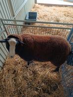 Schaap, Dieren en Toebehoren, Schaap