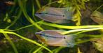 6x Diamant gourami, Dieren en Toebehoren, Vissen | Aquariumvissen, Vis, Zoetwatervis