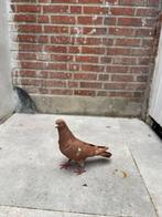 Rode duiven, Dieren en Toebehoren, Vogels | Duiven