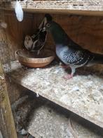 Post duiven 20€ kopel, Dieren en Toebehoren, Vogels | Duiven