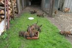 mechelse herder pups, België, Particulier, CDV (hondenziekte), 8 tot 15 weken