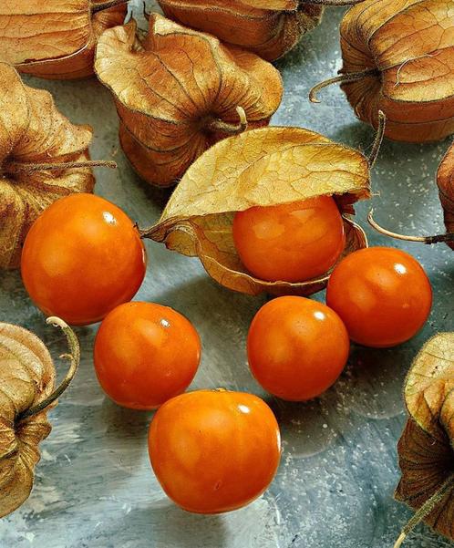 Ananaskers, lampionnetjes waarin heerlijke zoete vrucht zit., Jardin & Terrasse, Plantes | Arbres fruitiers, Autres espèces, Moins de 100 cm