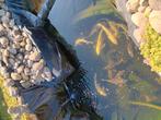 11grote koi's van 45 tot 55 cm lang..230 euro voor 11 koi's, Dieren en Toebehoren, Vissen | Vijvervissen