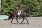 Lief groot paard, Dieren en Toebehoren, Paarden, Springpaard, 175 cm of meer, Gechipt, Ruin